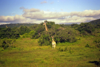 Giraffes, mother  and daughter